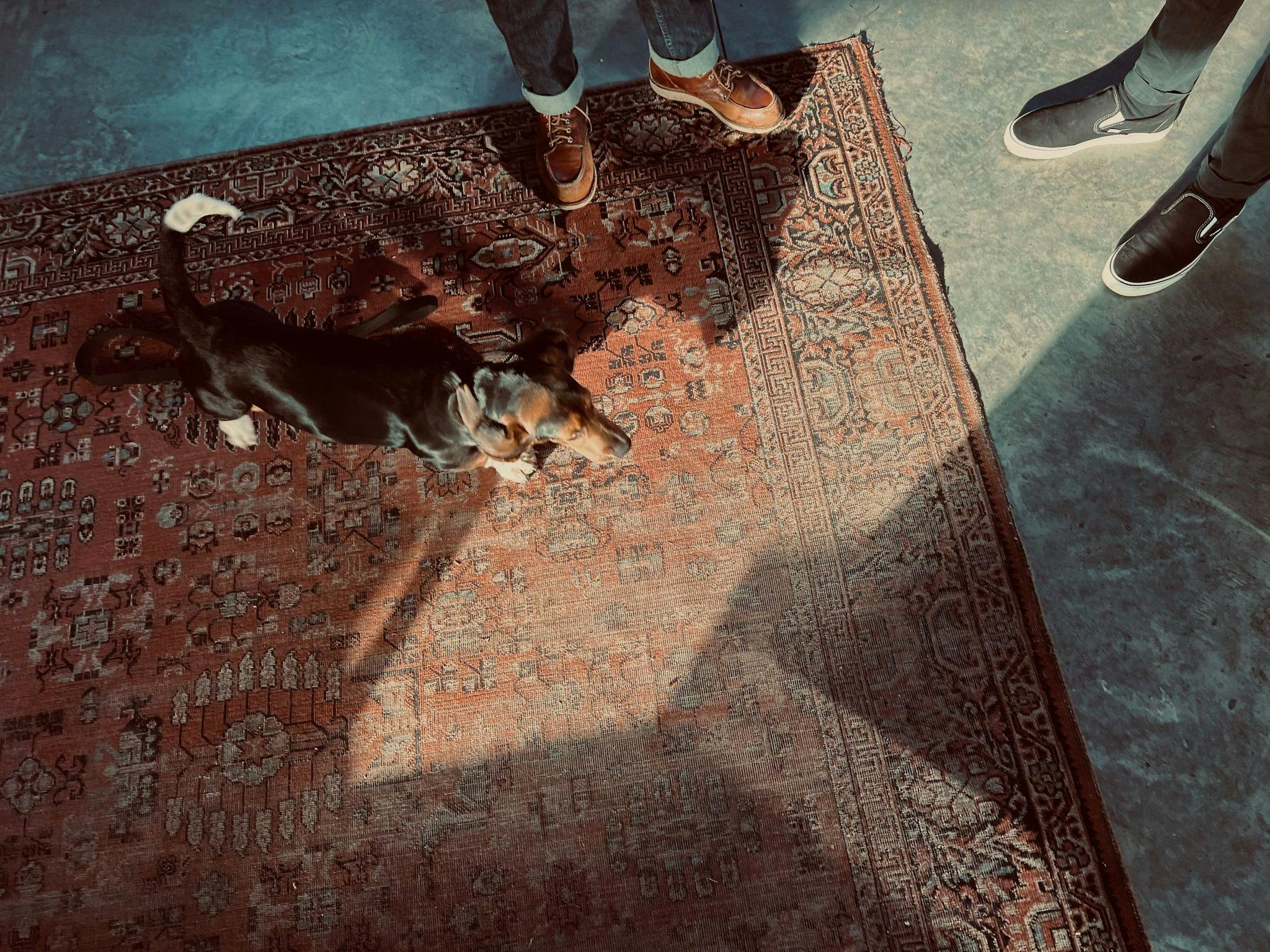 basset hound on vintage rug